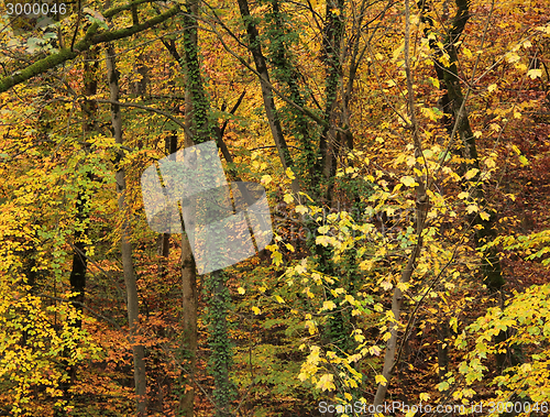 Image of autumn forest