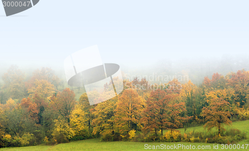 Image of misty autumn forest