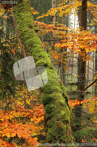 Image of autumn forest