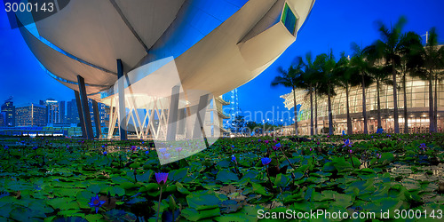 Image of Lily Pond