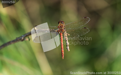 Image of common darter dragonfly