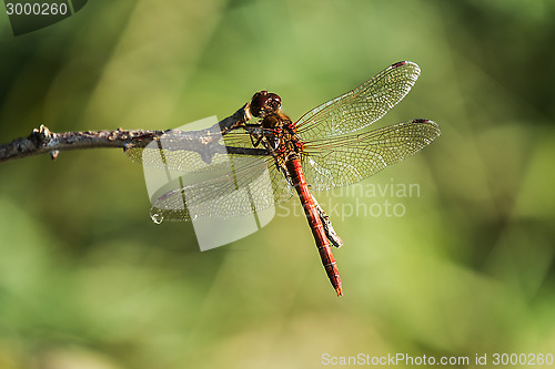 Image of common darter dragonfly