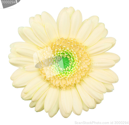Image of Yellow gerbera flower isolated