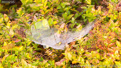 Image of Close up view of the strings of a spiders web