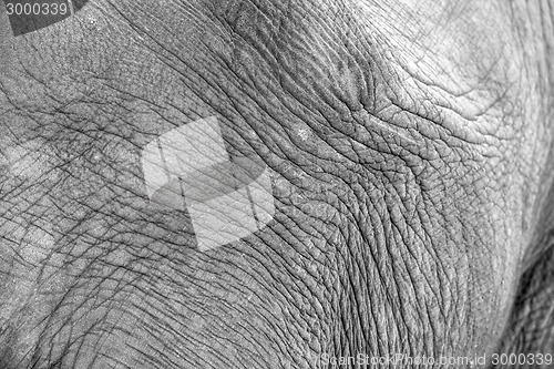 Image of African elephant closeup
