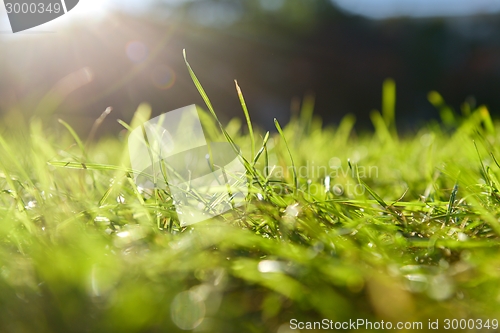 Image of Green grass in artistic composition