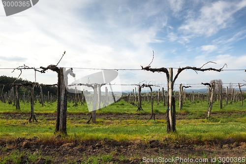 Image of Vineyard with sky