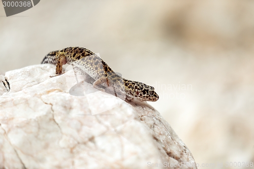 Image of Gecko lizard on rocks 