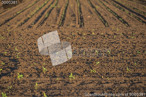 Image of Cultivated land with plants