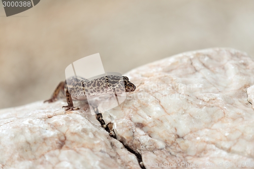 Image of Gecko lizard on rocks 