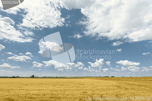 Image of Hay bails on the field