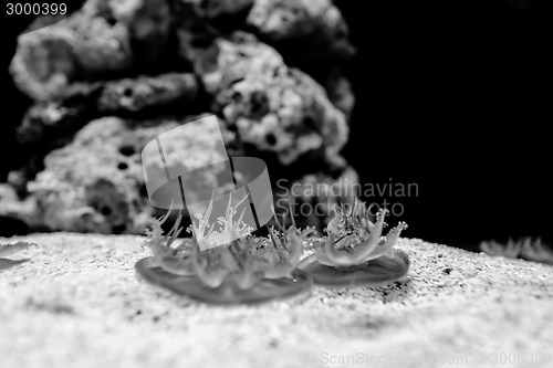 Image of Medusas in the aquarium