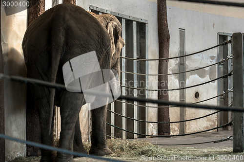 Image of African elephant