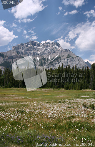 Image of Alpine meadow in Canada