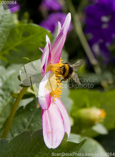 Image of Bee in the flower