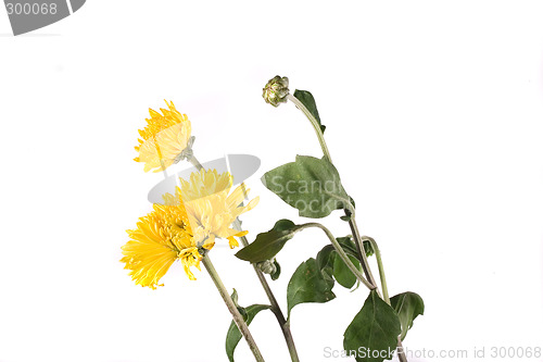 Image of flower