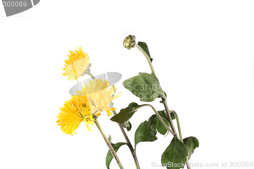 Image of flower