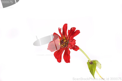 Image of flower