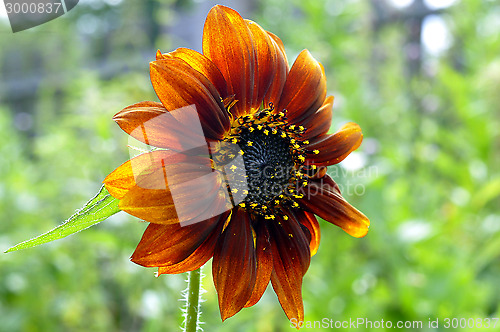 Image of beautiful red sunflower.