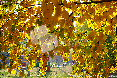 Image of Beautiful yellow autumn leaves on a tree.