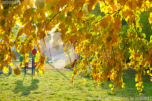 Image of Beautiful yellow autumn leaves on a tree.