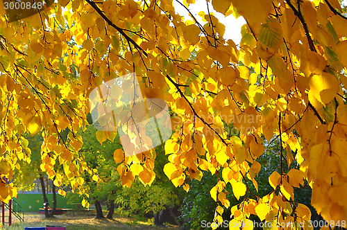 Image of Beautiful yellow autumn leaves on a tree.