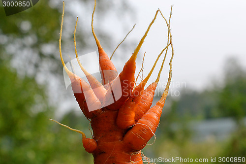 Image of Strange shaggy carrots. mutant.