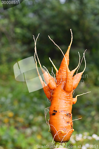 Image of Strange shaggy carrots. mutant.