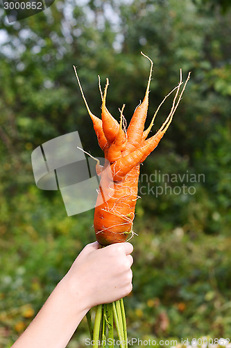 Image of Strange carrots in a hand. mutant.