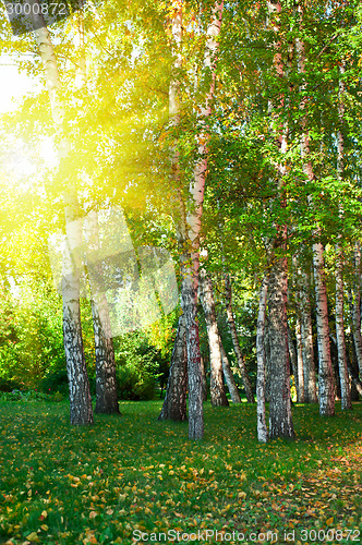 Image of summer birch forest