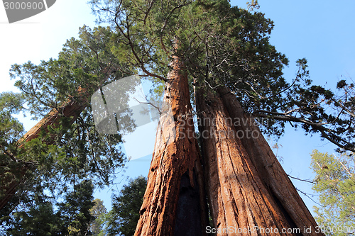 Image of Giant Sequoia National Monument