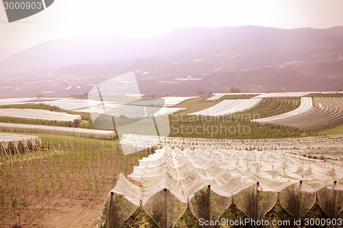 Image of Apple orchards