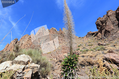 Image of Tenerife