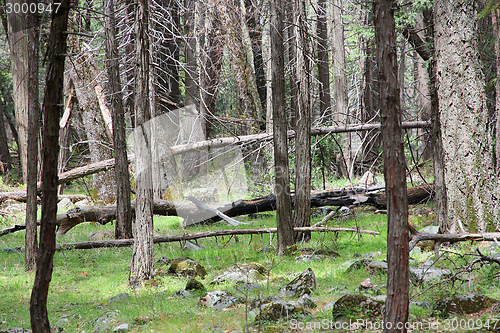 Image of Yosemite, California