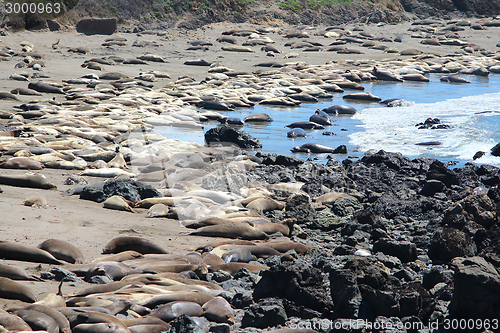 Image of Elephant seals