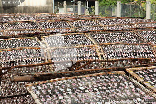 Image of Drying squids