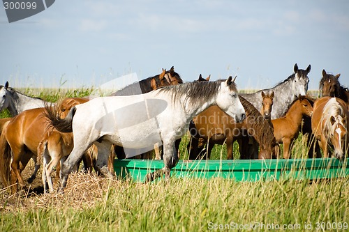 Image of Horses family