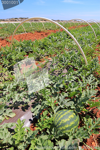 Image of Cyprus agriculture