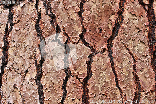 Image of Pine tree bark