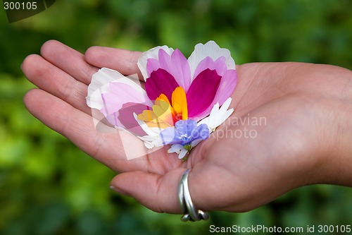 Image of Palm and petals