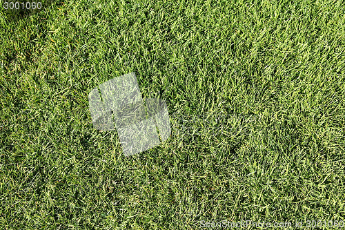 Image of Grass background