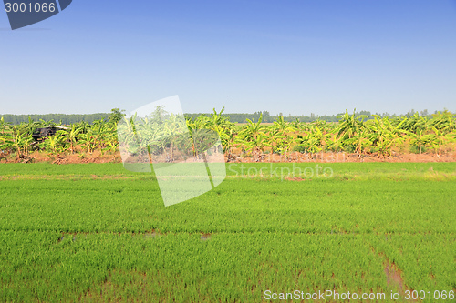 Image of Thailand countryside