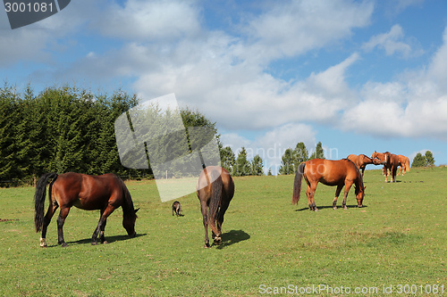 Image of Horse farm in Poland