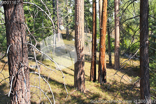 Image of Sequoia National Forest