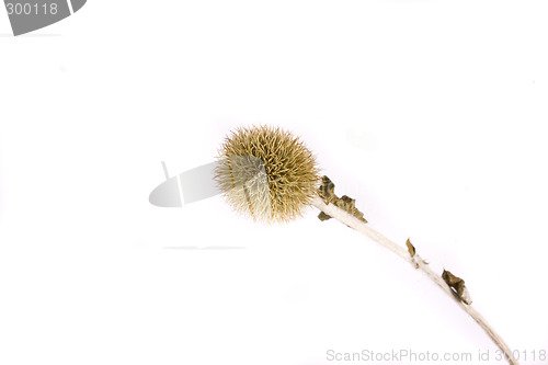 Image of thistle