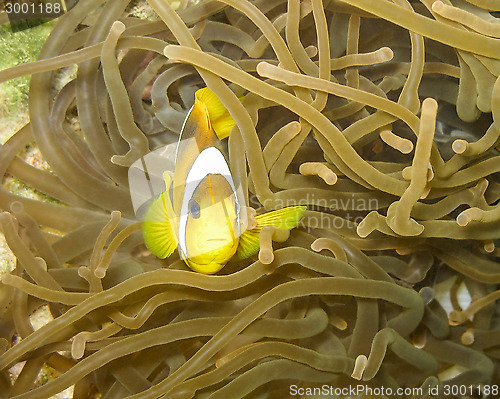 Image of clownfish