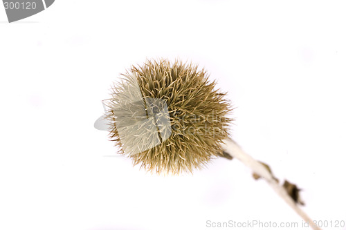 Image of thistle