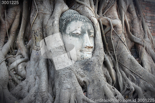 Image of Ayutthaya Buddha head