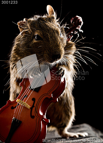 Image of degu mouse playing cello 