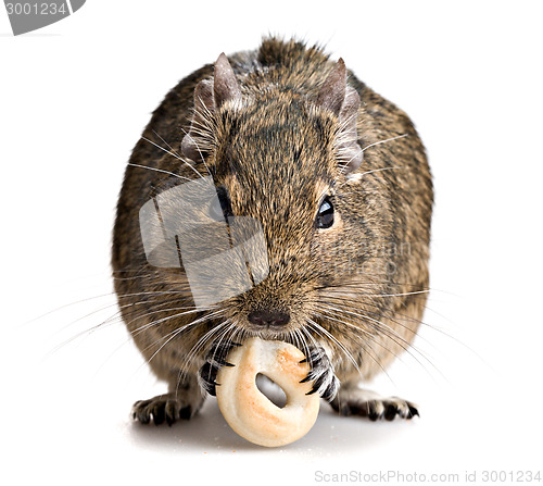 Image of degu mouse gnawing baking